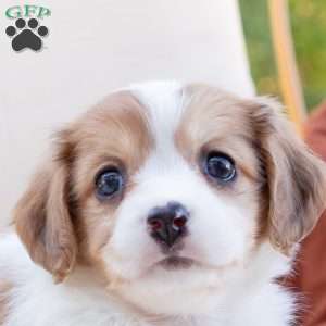 Gina, Cavachon Puppy